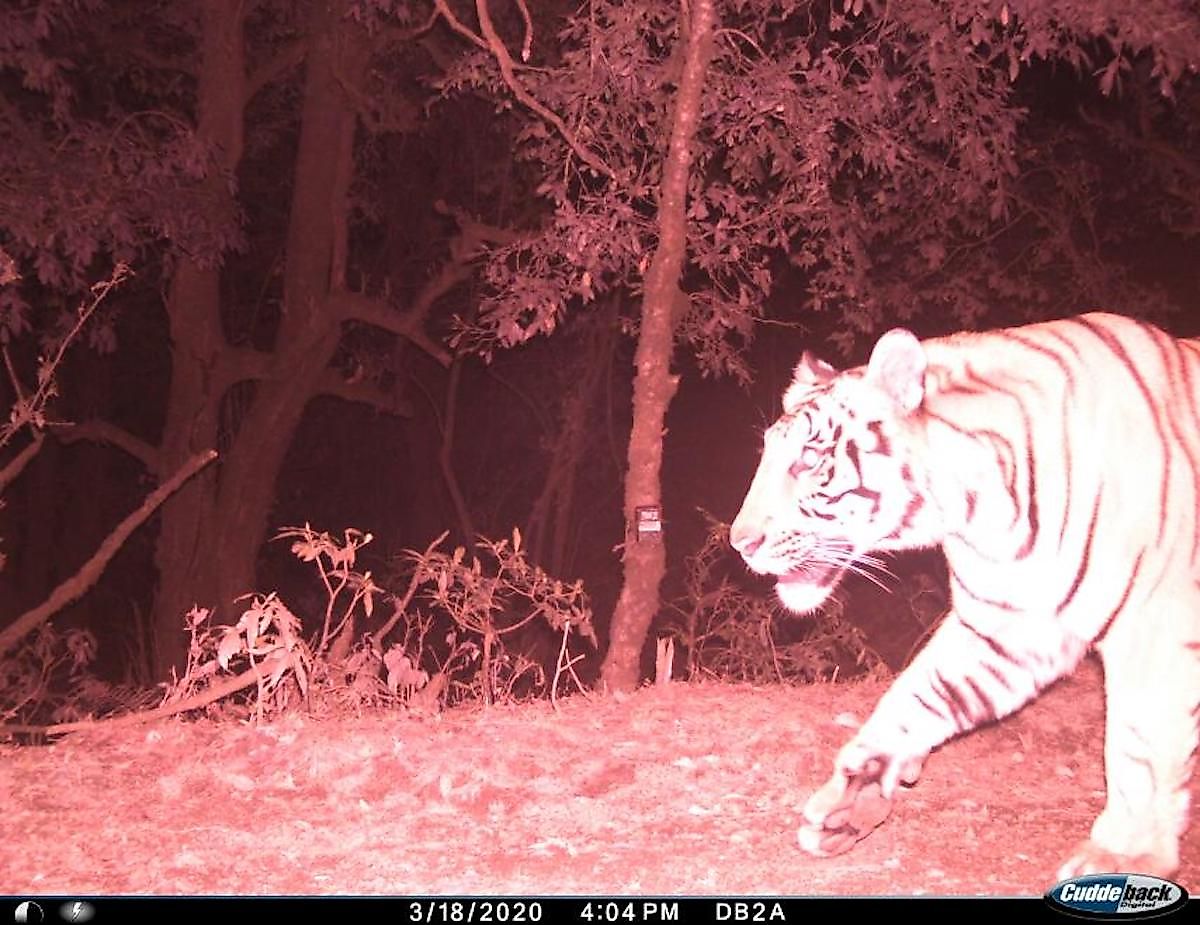 The tiger selfie in Dadeldhura, Nepal, at 2,497 meters. Image credit: ©DoFScWWFNepal