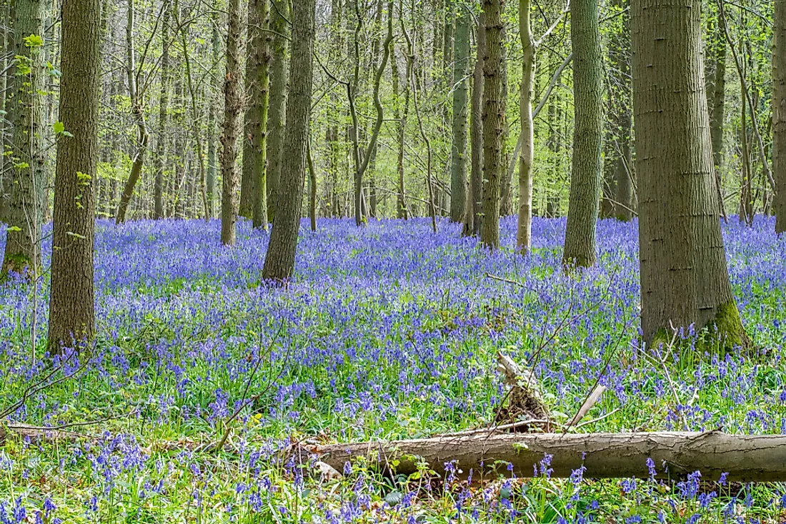 Bluebells carpet the forest floor of Hallerbos in Belgium.