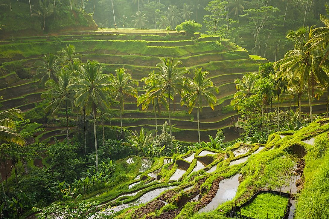 The beautiful Tegalalang rice terraces in Bali, Indonesia. 