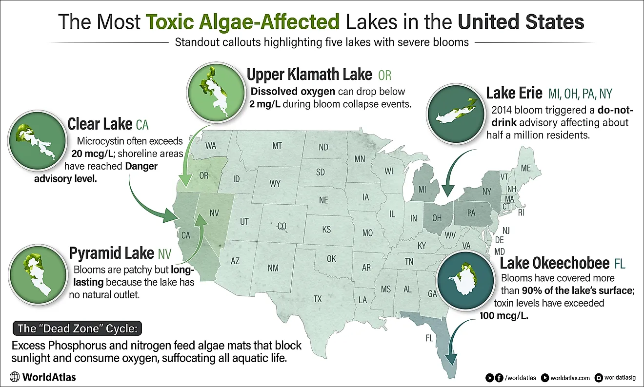 Infographic showing the most toxic algae-affected lakes in the United States.