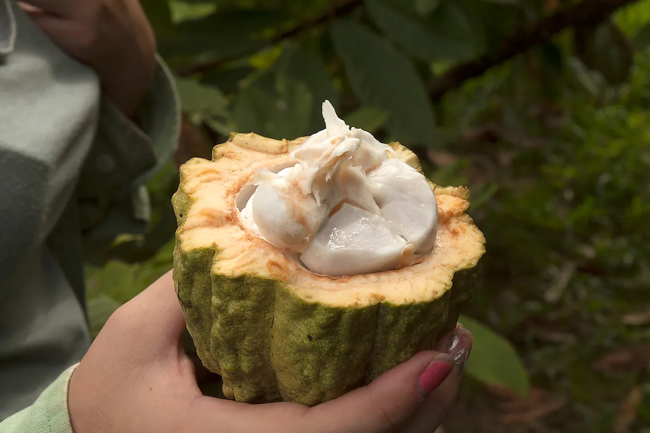 Inside of a Coca plant held by a traveler in the Amazon Rainforest at Cuyabeno Wildlife Reserve. Image credit: Sarah Gotham/Shutterstock.com