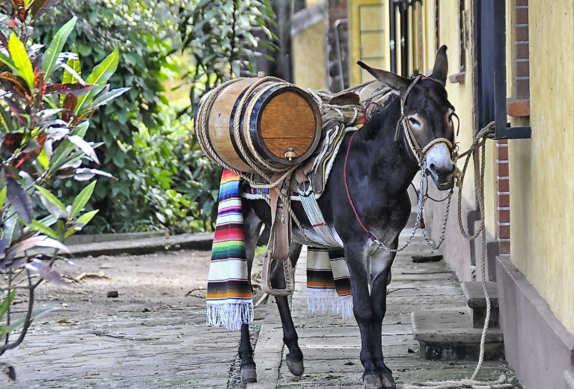 The Burro has traditionally been an important pack animal in Mexico.