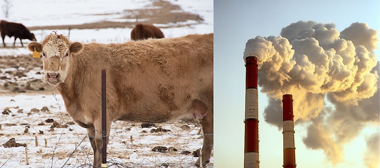 The breakdown of livestock fecal waste and slaughtered carcasses and fossil fuel power generation are major causes.