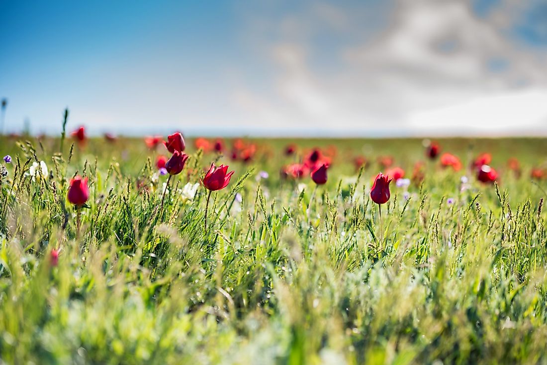 Schrenck's tulips are native to Iran. 