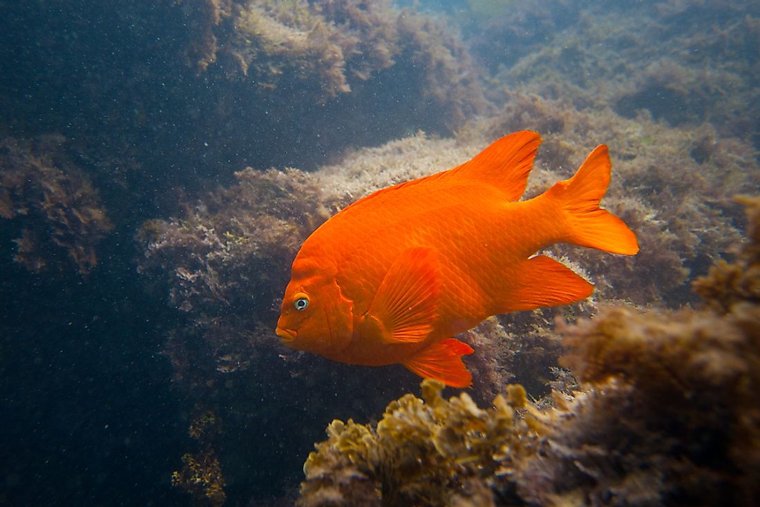 The Garibaldi is the state marine fish of California. 