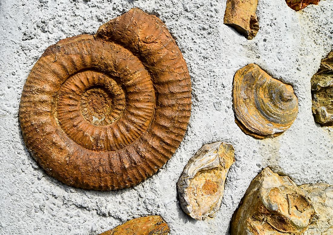 Fossilized ammonites from cretaceous period.
