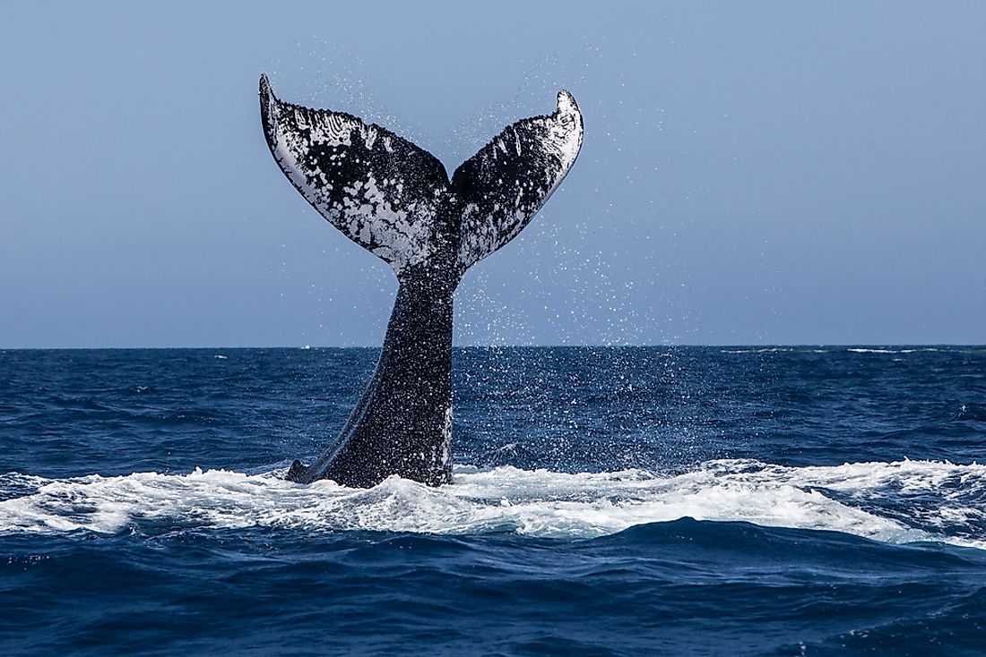 The tail of a humpback whale in the Atlantic Ocean off the coast of Newfoundland. 