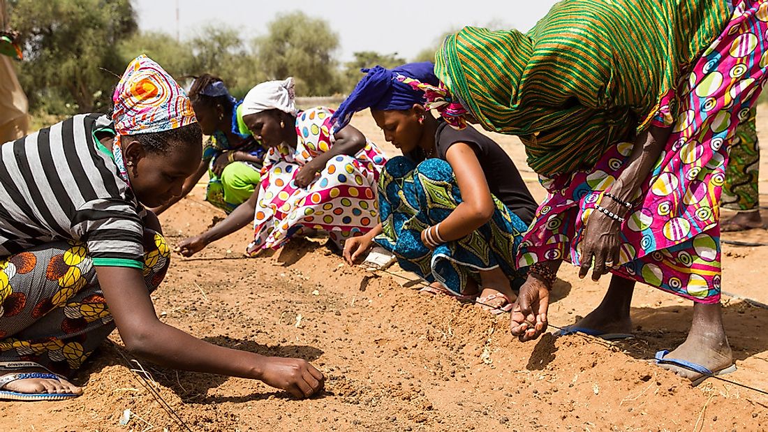 Women planting seedlings.