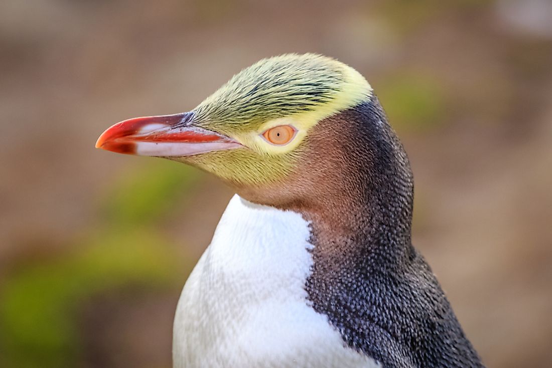 Close up of a yellow-eyed penguin. 