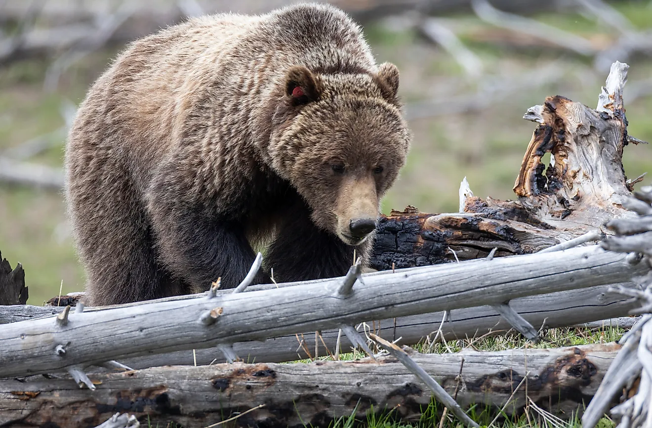 Grizzly bear in Yellowstone National Park. 