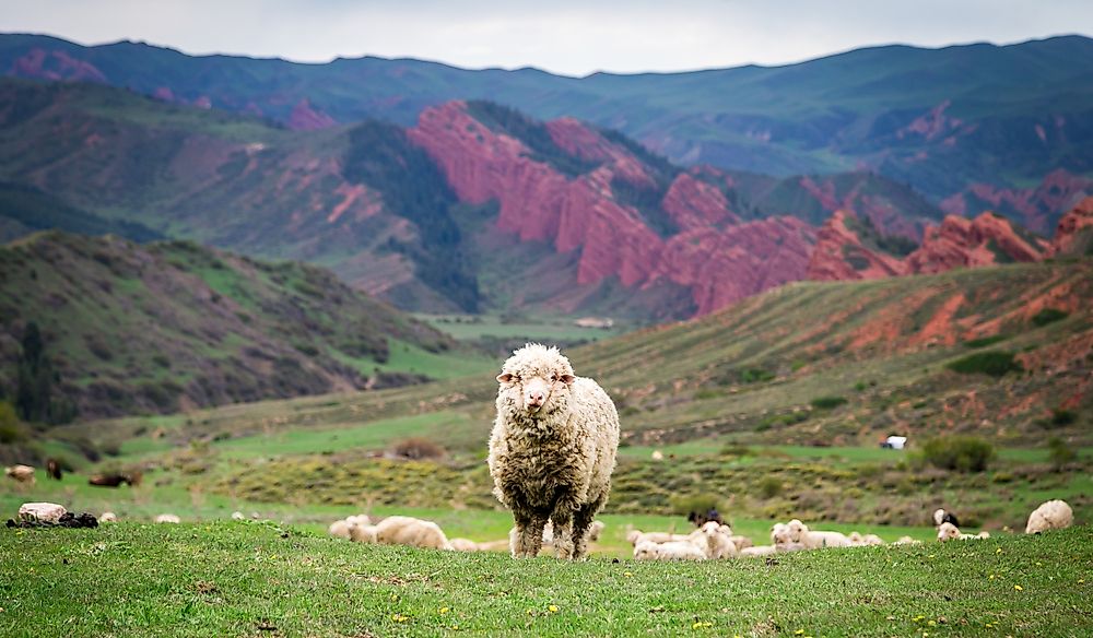 Sheep in Jeti-Oguz Gorge, Kyrgyzstan.