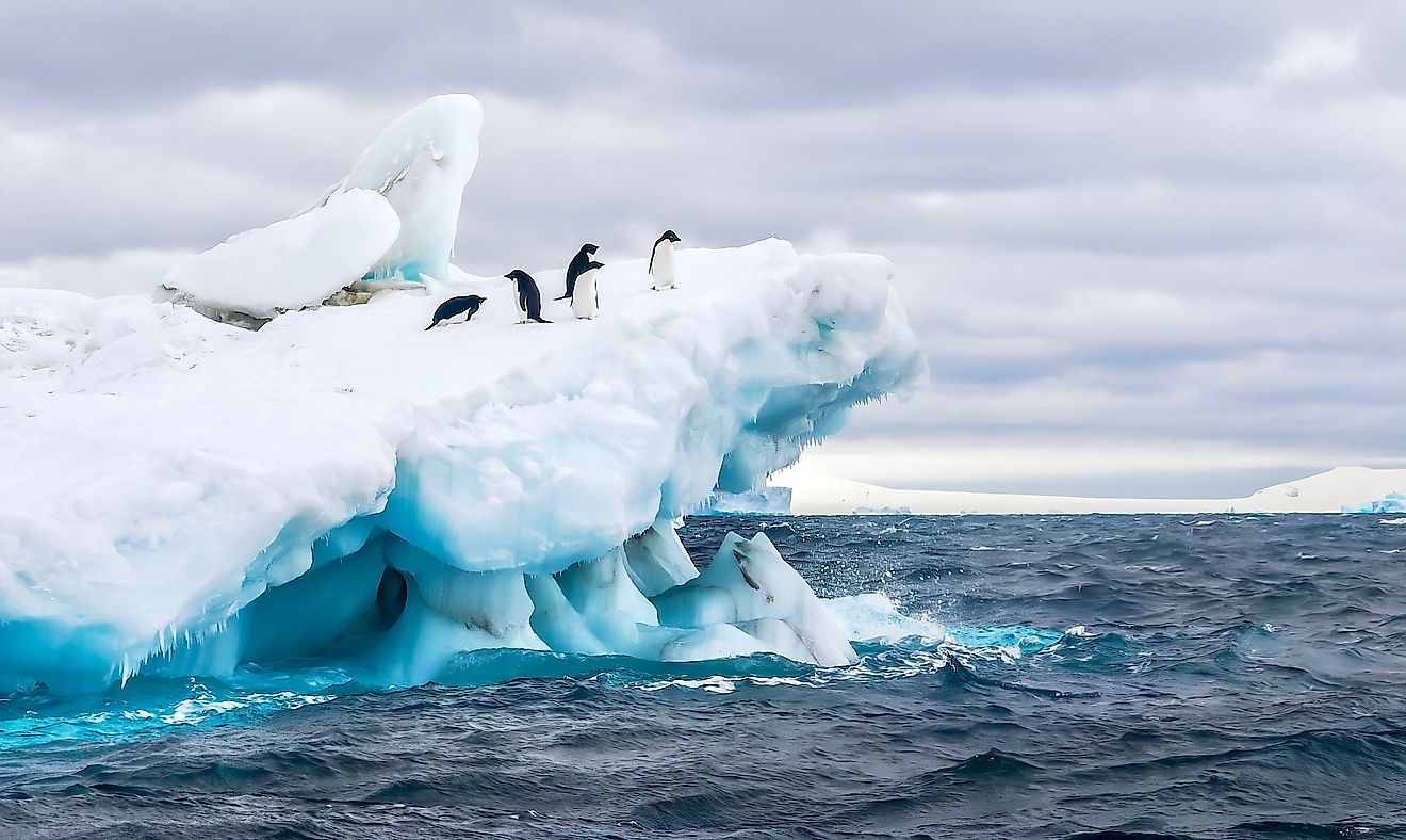 Penguins on iceberg in Weddell Sea.