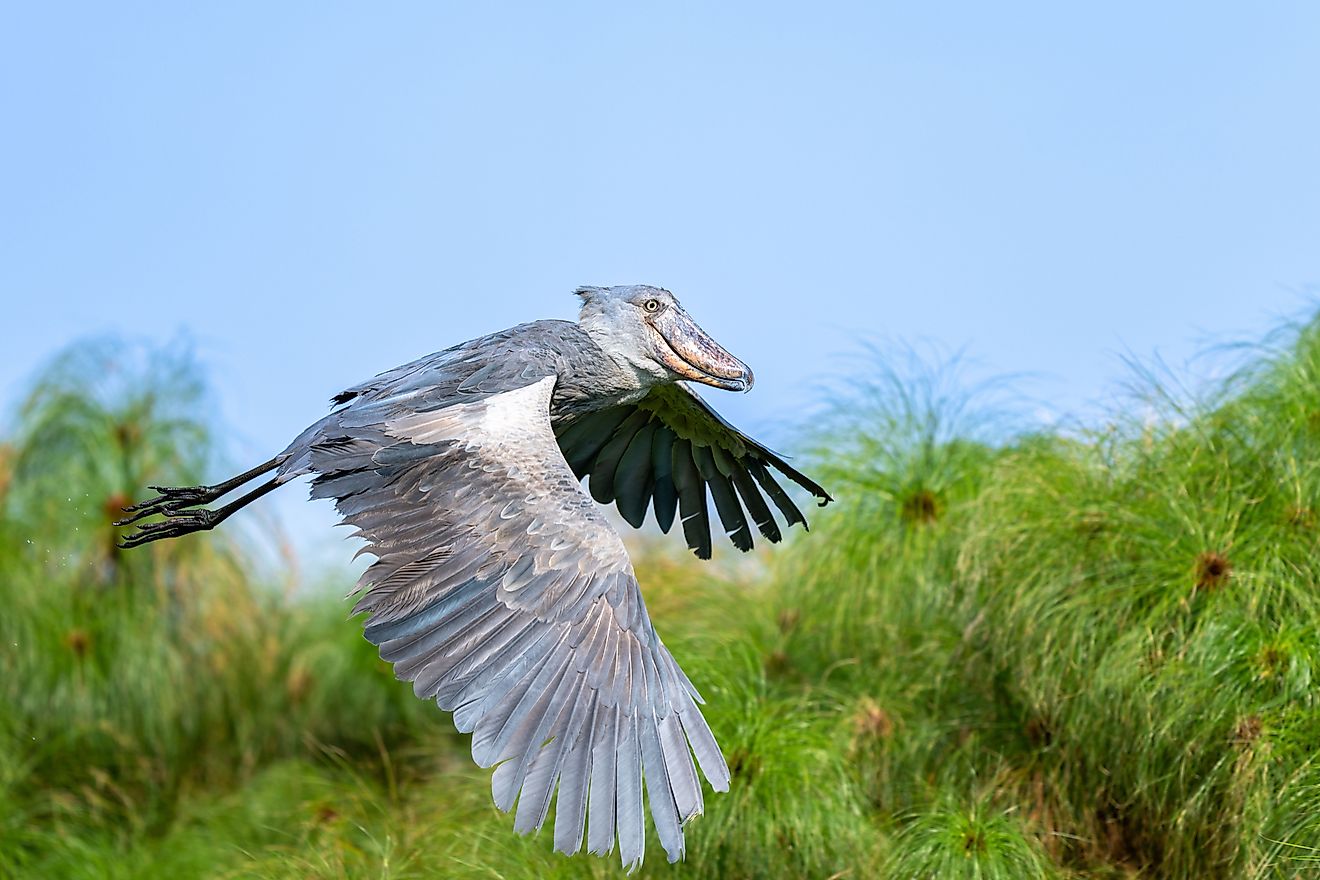 A shoebill (Balaeniceps rex)