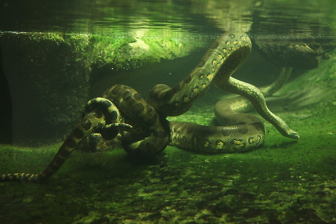 A green anaconda swimming in the waters of the Amazon.