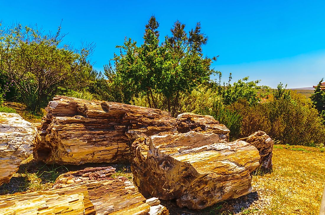 The Petrified Forest was designated as a UNESCO’s Global Geopark in 2014.