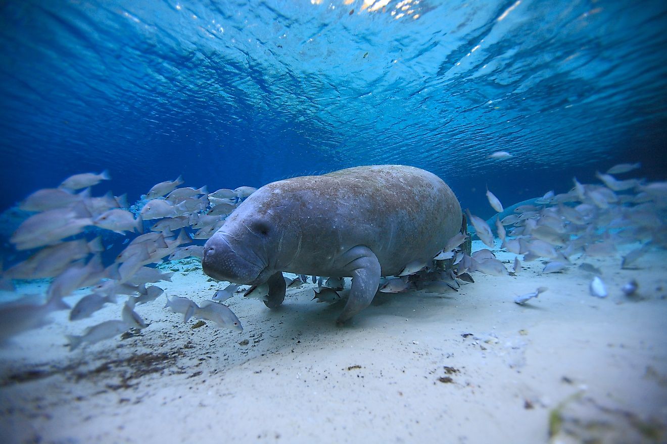 Florida Manatee