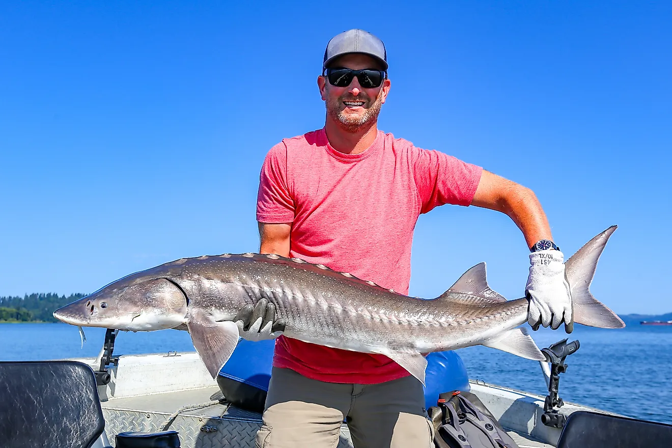 fisherman with a large white sturgeon caught and released on the Columbia River near Astoria, Oregon