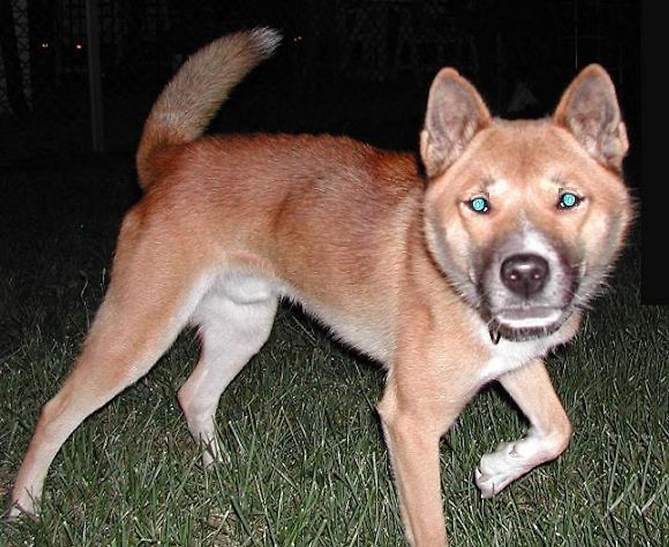 New Guinea highland wild dog. Image credit: Tomcue2 from Chicagoland, IL/Wikimedia.org