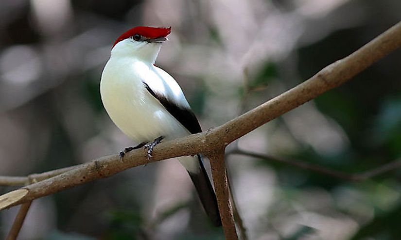 Araripe Manakin, a pretty Brazilian bird that is need of immediate protection.