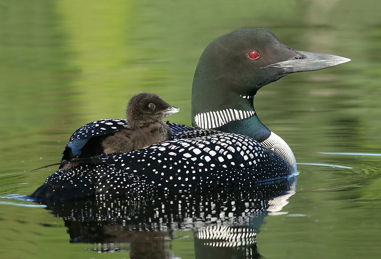 Baby loon riding on its parent's back.