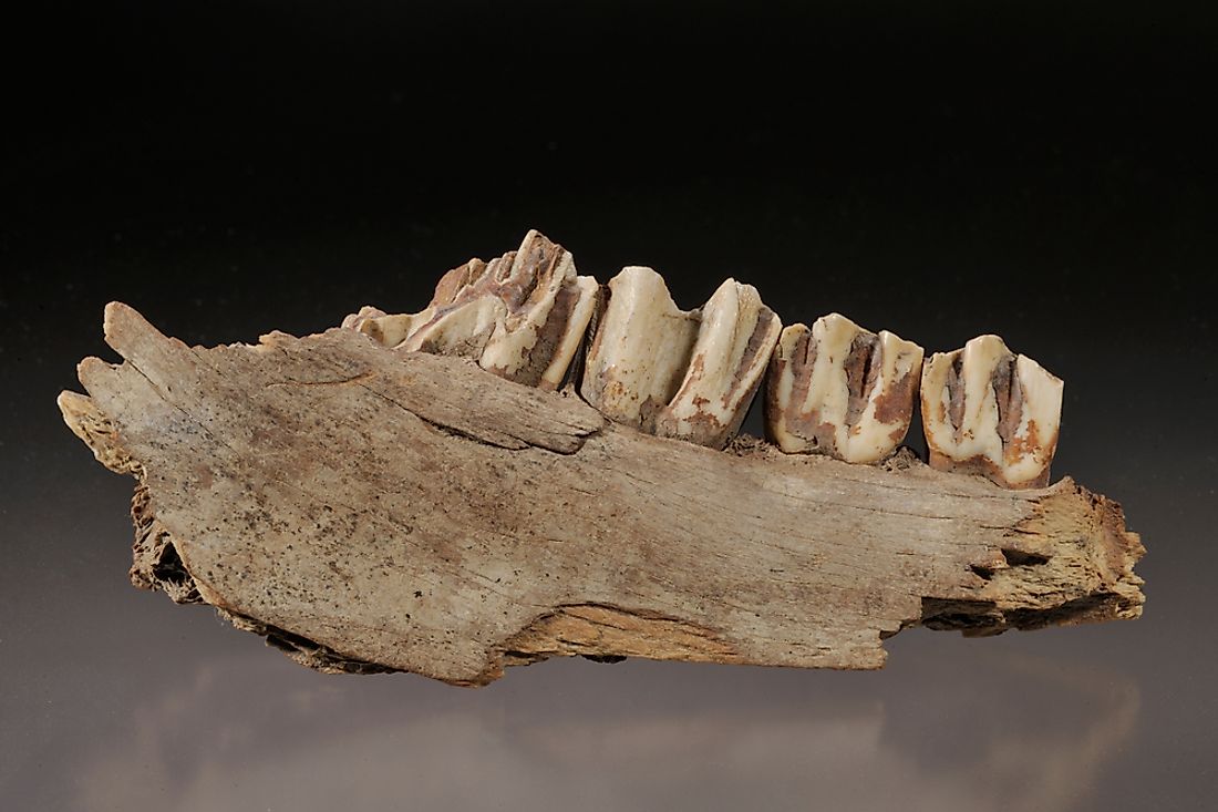 Fossil mammal jaw