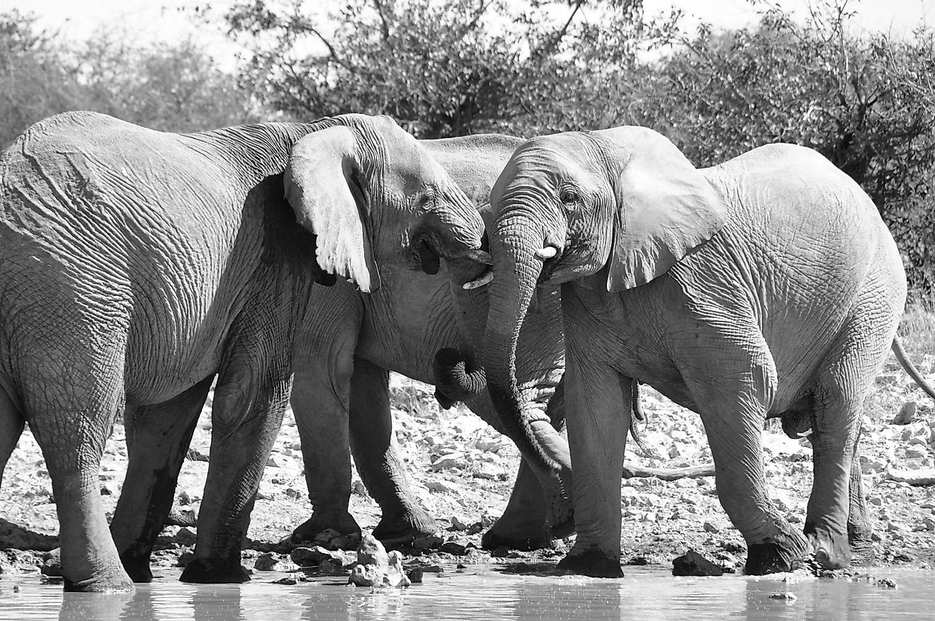 It is weird to imagine Indian elephants calmly walking through England during the era of World War I.