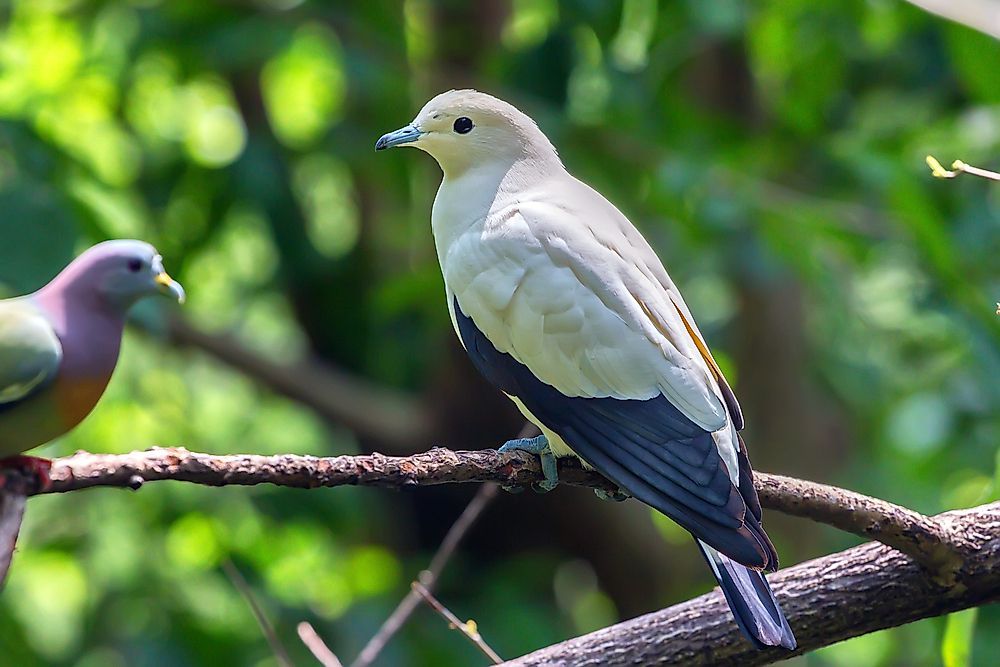 The silvery pigeon of Malaysia and Indonesia. 