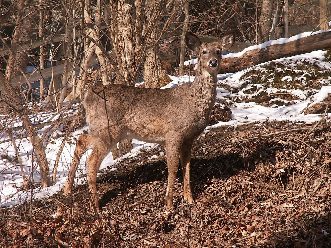 A deer in Mount Lebanon.