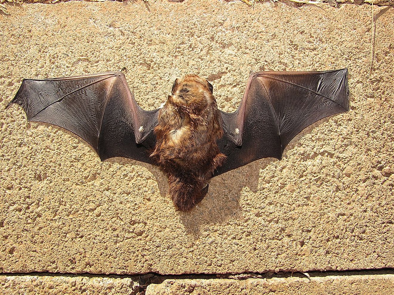 Hawaiian hoary bat. Image credit: Forest and Kim Starr/Wikimedia.org
