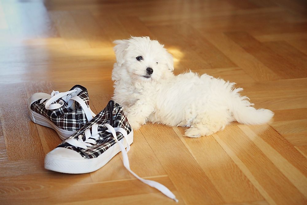 A Maltese puppy. 