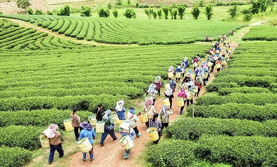 A group of harvesters begin their leaf picking day on an organic tea farm in the highlands of Assam State in northeast India.