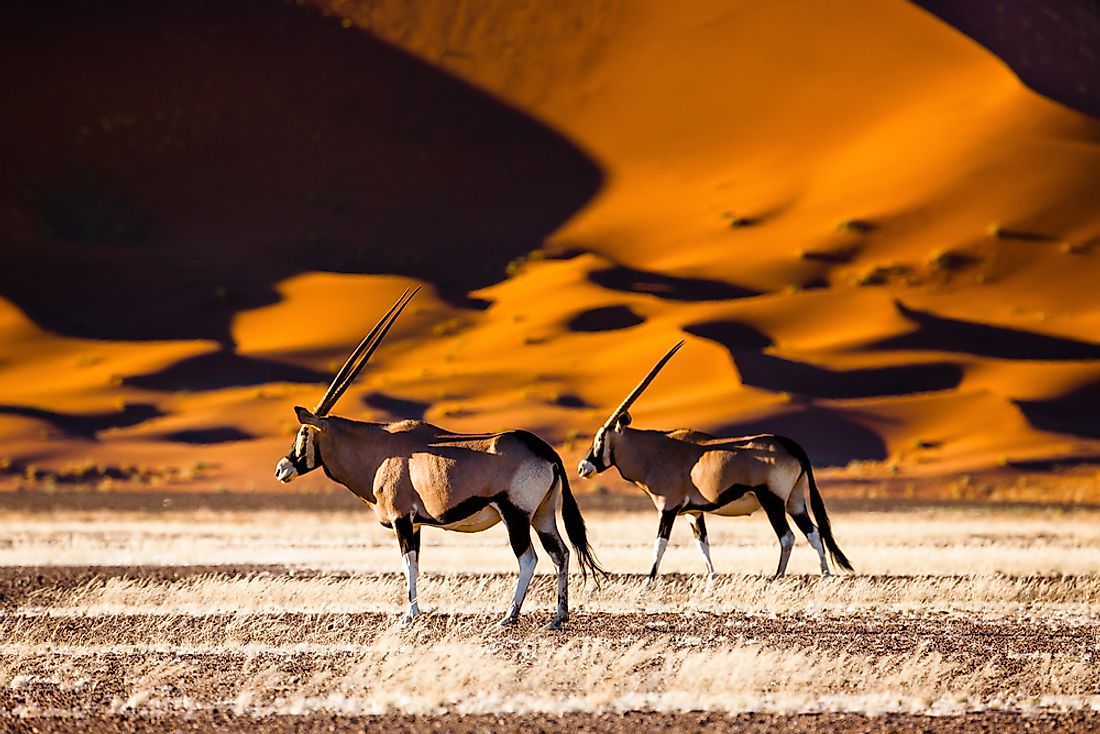 Oryx and dunes, Namibia. 