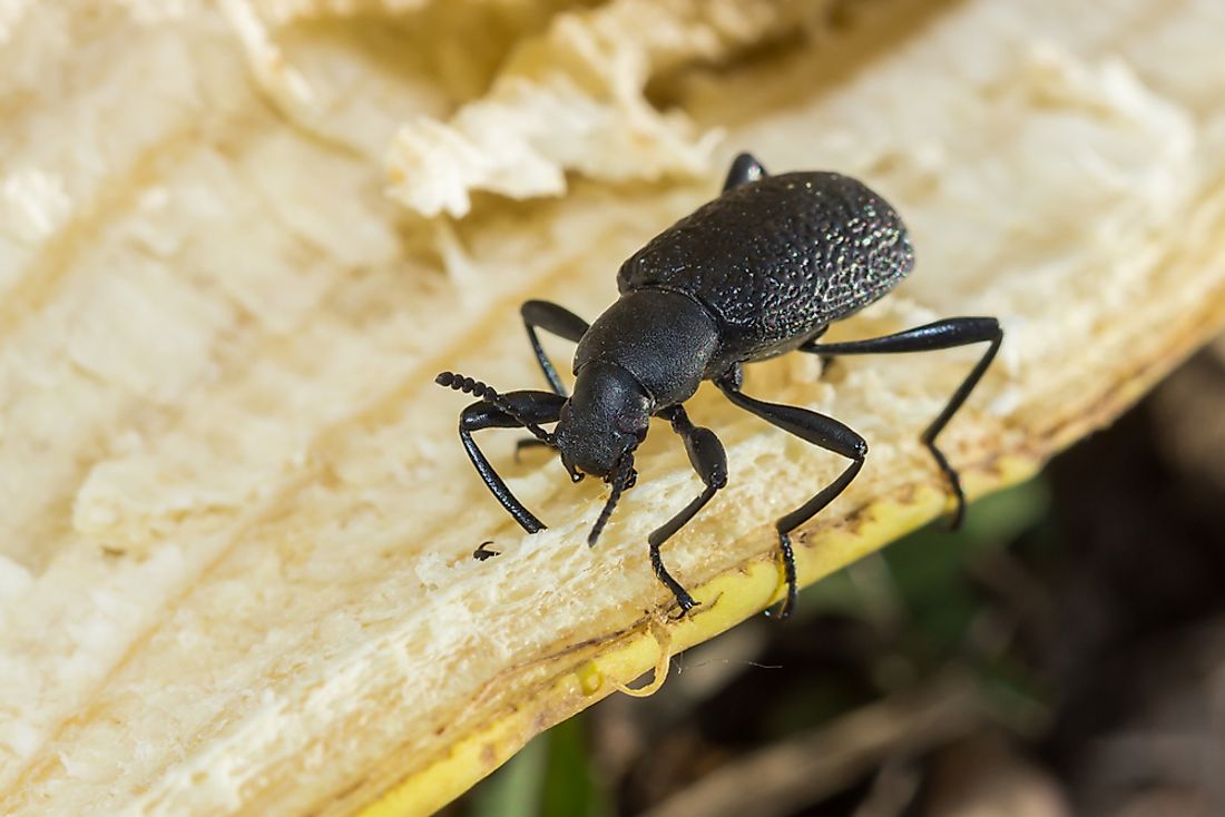 When the spring comes, the beetle "defrosts'' and continues its lifecycle.