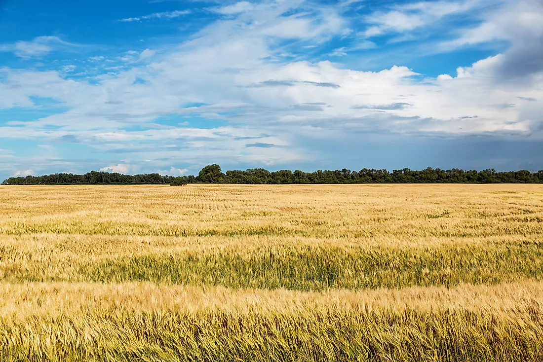 A field in North Dakota. 