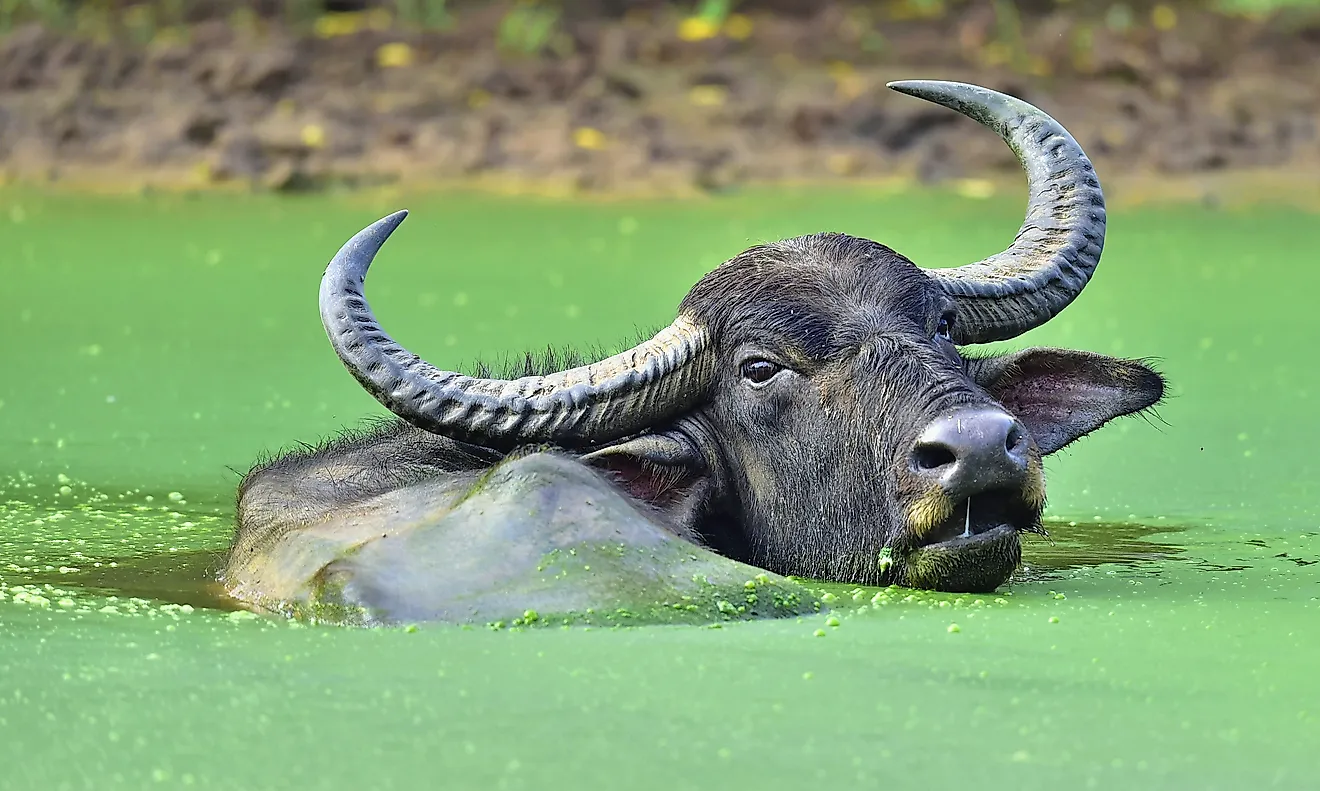  Male water buffalo bathing in the pond.