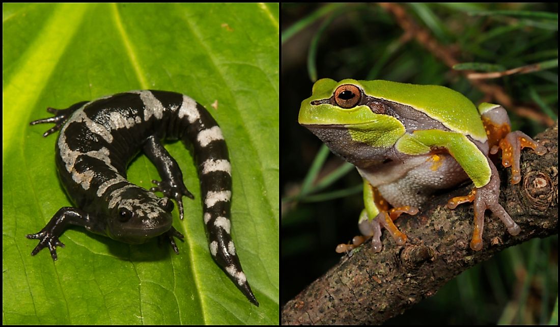 The marbled salamander (left) and Pine Barrens treefrog (right). 