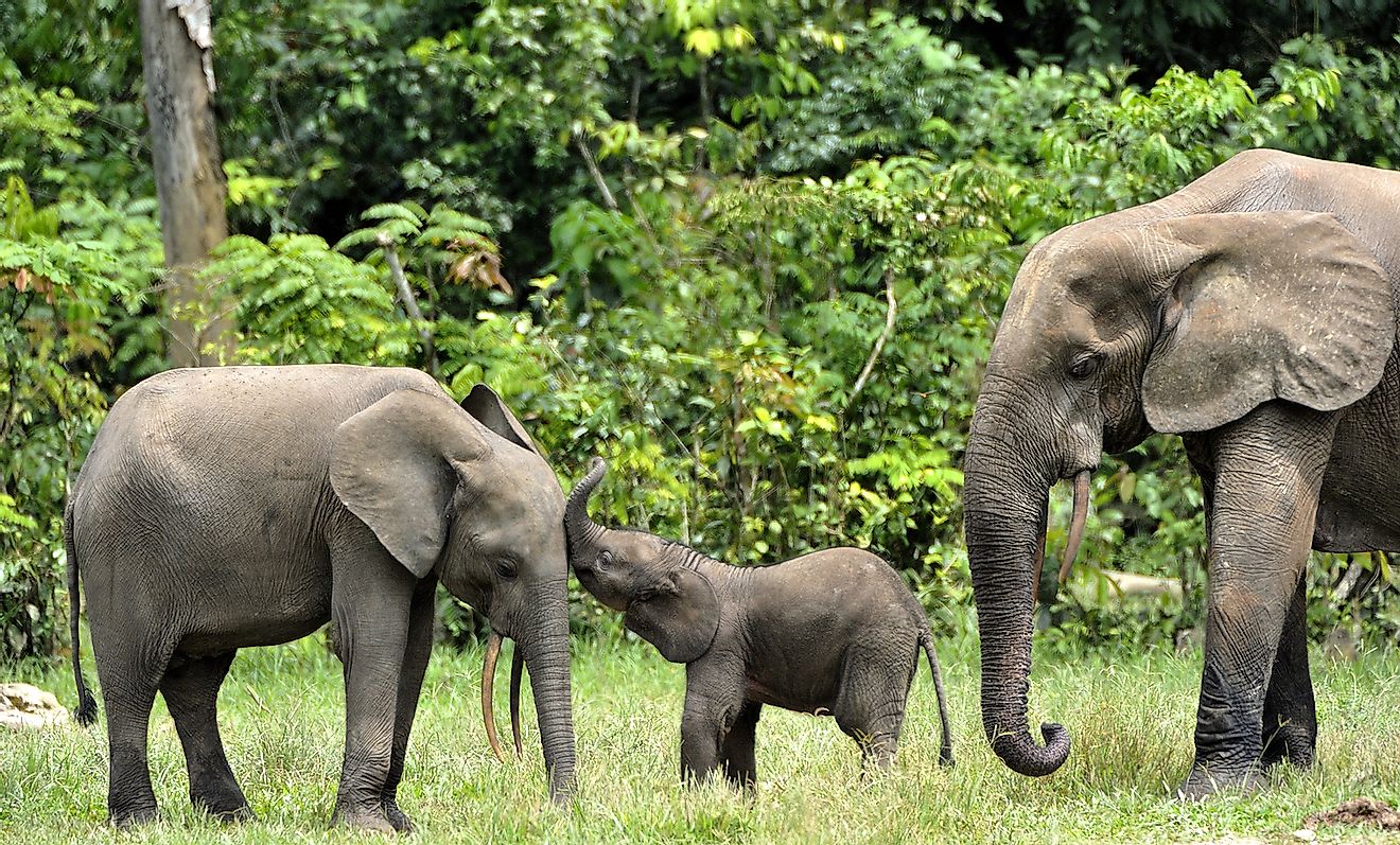 The elephant calf and the elephant cow The African forest elephant, Loxodonta africana cyclotis.  At the Dzanga saltworks (a forest glade) Central African Republic, Dzanga Sangha.  Image Credit: Sergey Uryadnikov / Shutterstock.com