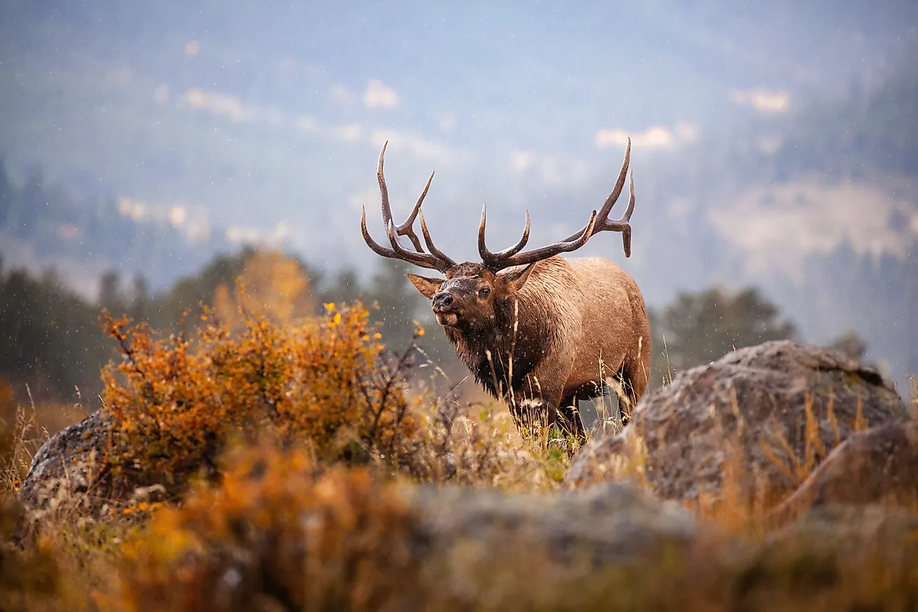 Elk in Rocky Mountain National Park. Credit: Eric Selchert Photography / Shutterstock