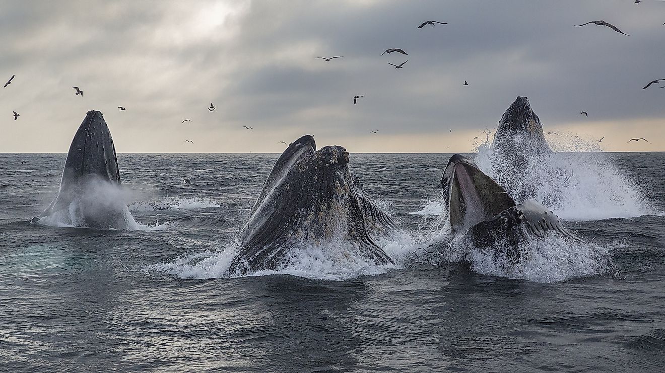 A pod of humpback whales lunge feed in Monterey Bay, California.