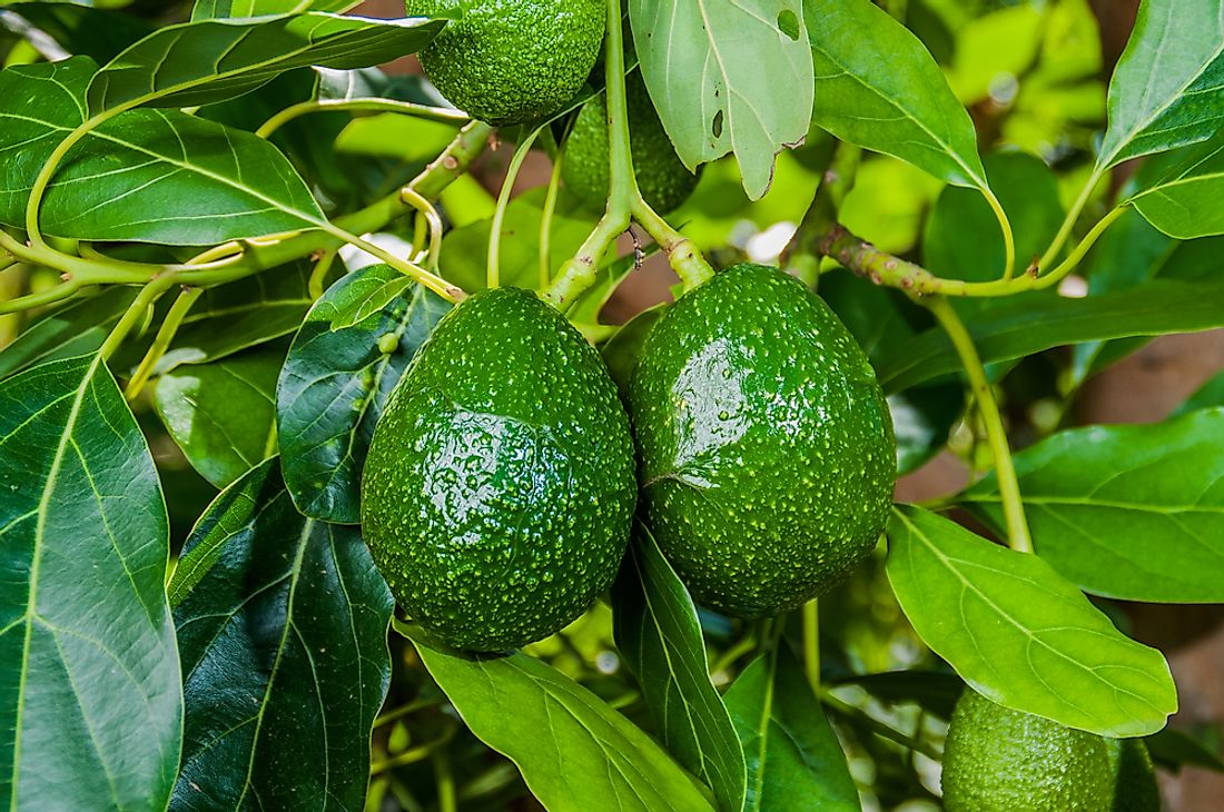 Avocados growing on a tree. 