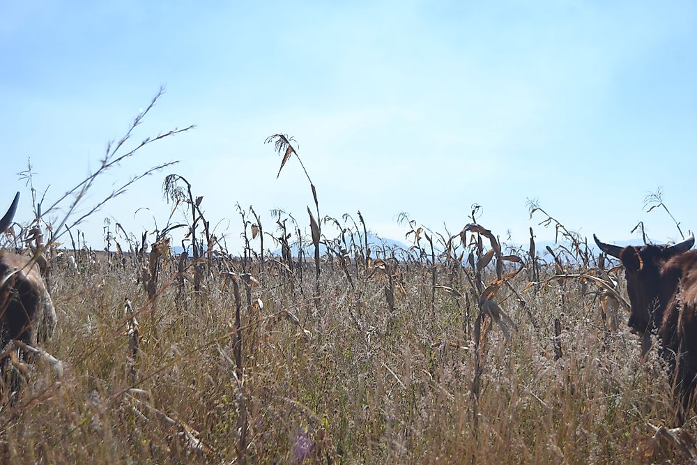 Mount Moco, Angola's tallest point, in the distance. 