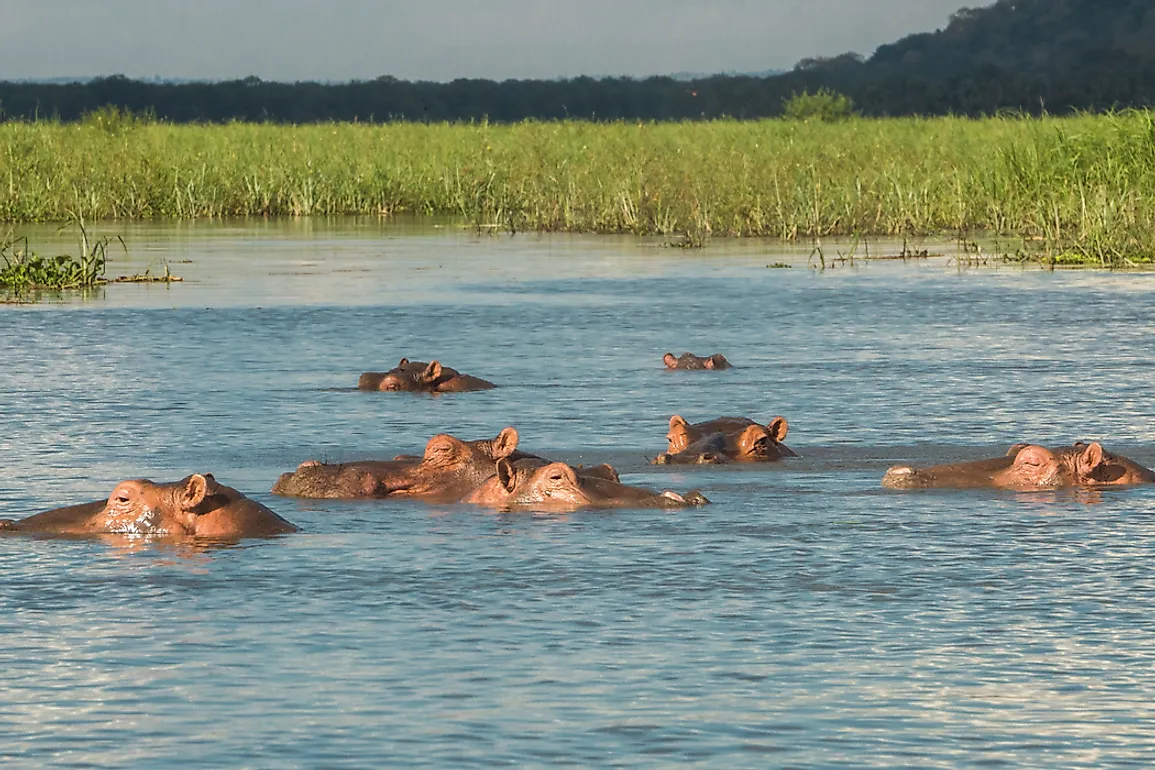 Hippos live near bodies of water, such as rivers, swamps, and lakes.