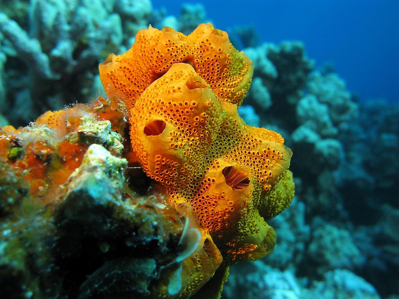 Sponges living in the sea are indeed animals.