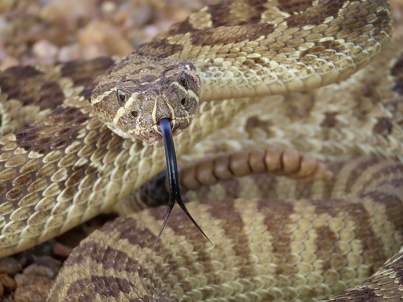 Prairie Rattlesnake