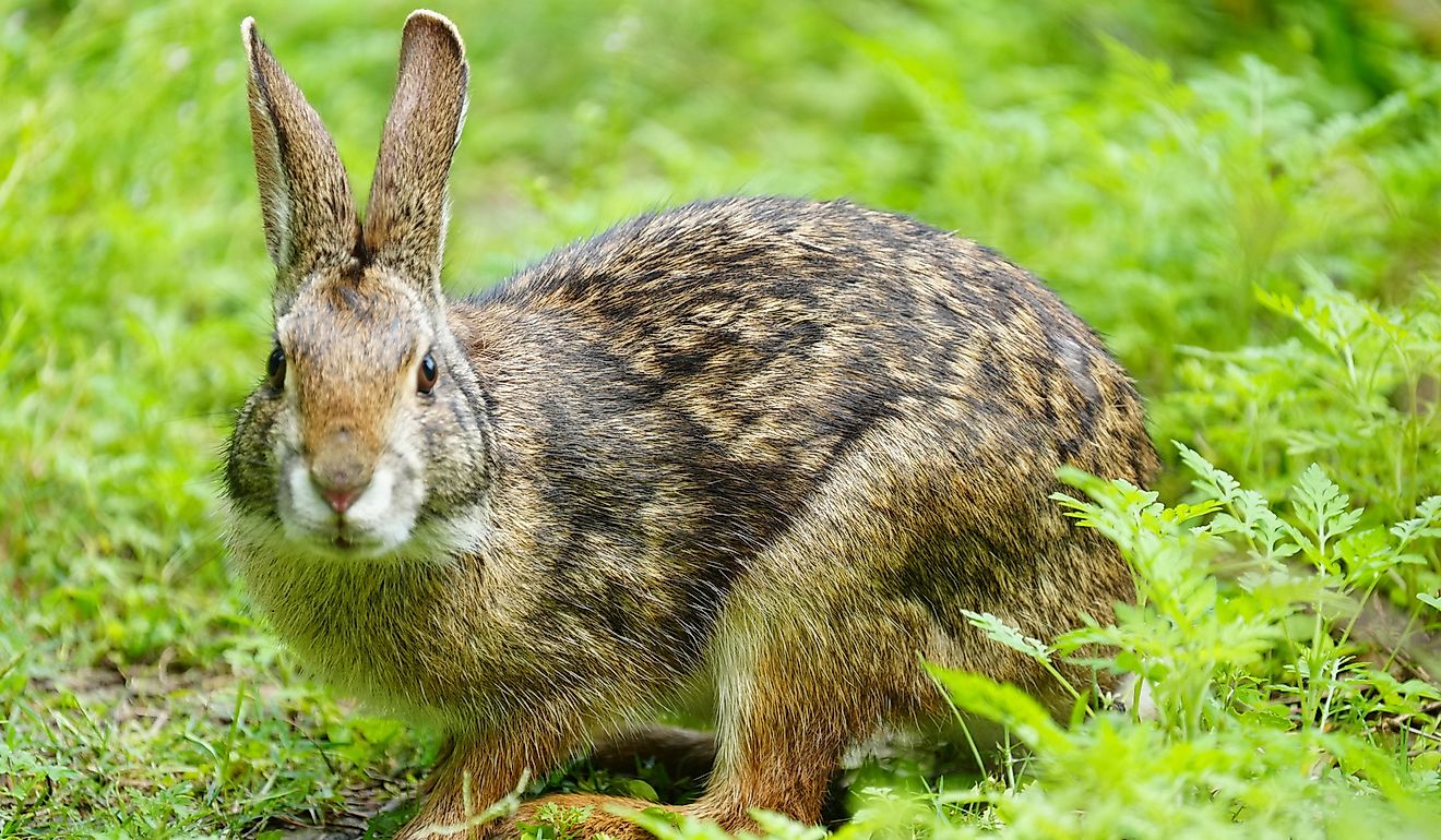 Swamp Rabbit (Sylvilagus aquaticus) in the United States. By Brandon Johnson, CC BY 4.0, Wikipedia.