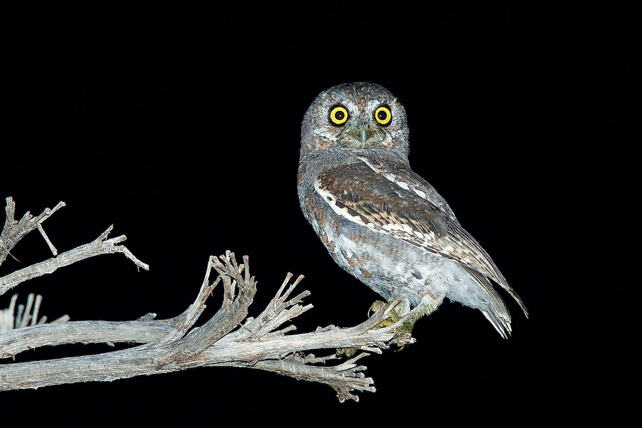 Adult Elf Owl in Brewster County, Texas, USA. Image credit: Agami Photo Agency/Shutterstock.com