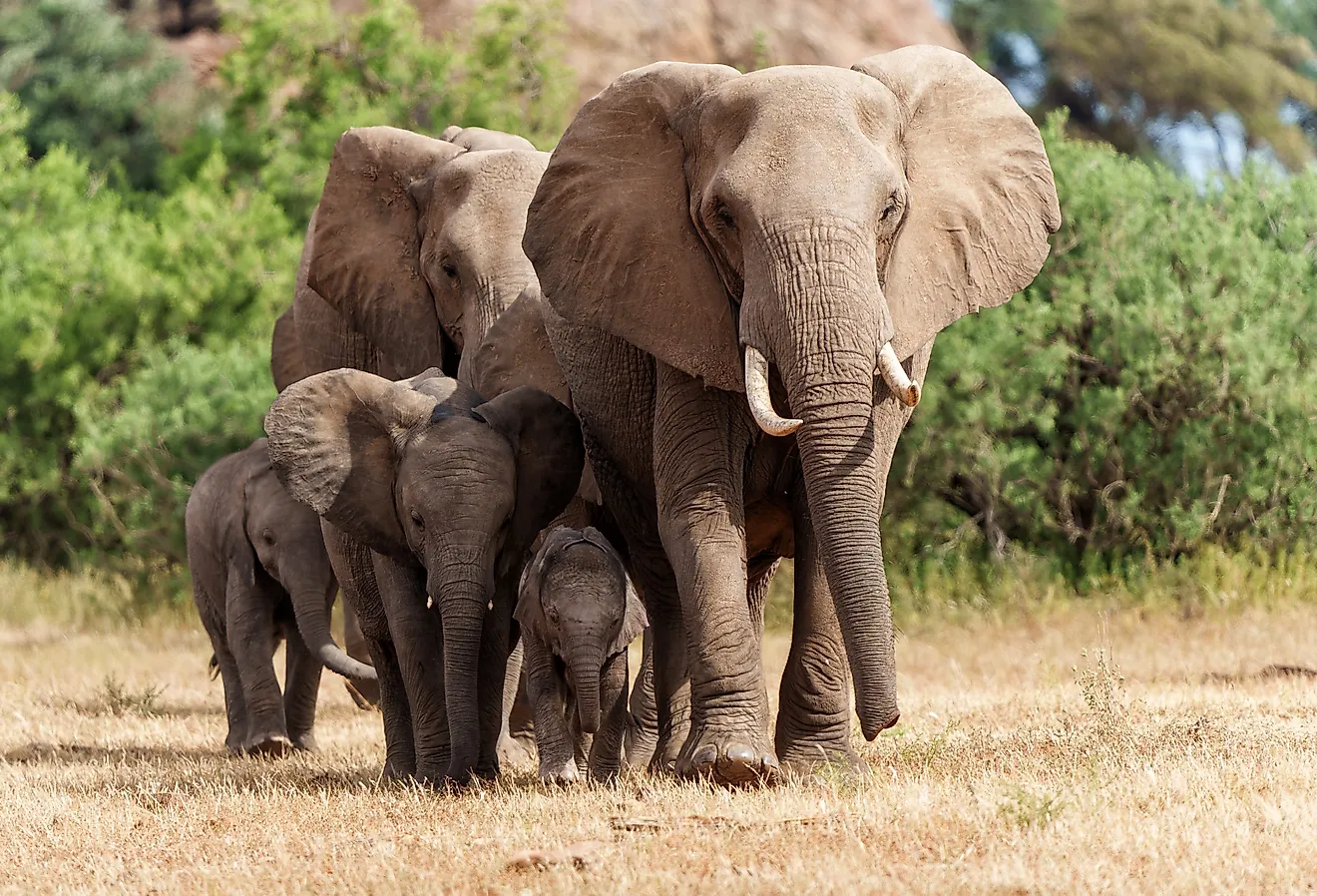 Elephant herd walking in the Tuli Block in Botswana, Africa.