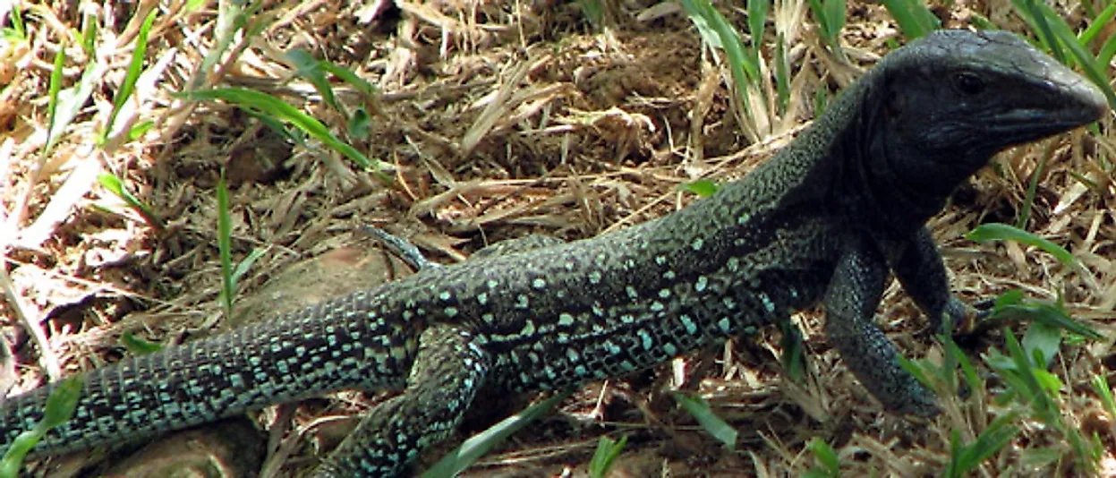 The Giant Ameiva.