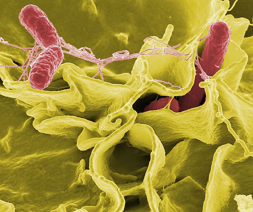  Salmonella enterica bacterium triggers salmonellosis, one of the worst forms of food poisoning.