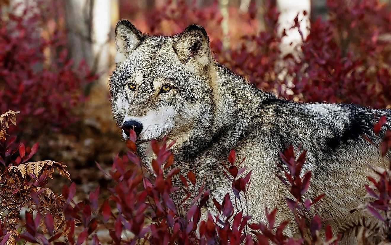 Grey wolf in beautiful red foliage. Image credit: Atlon11111/Shutterstock.com